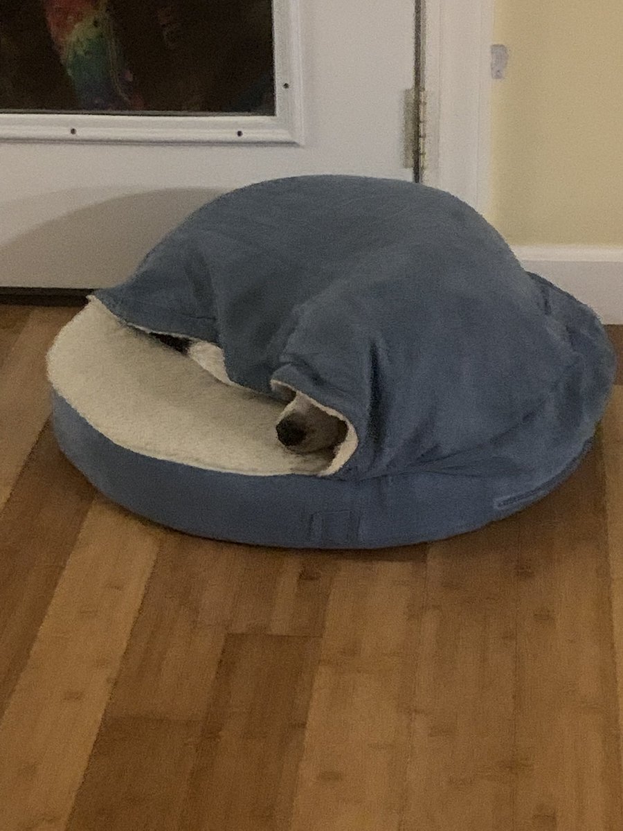 HjspikeClose's tweet photo. @dog_rates Invisible https://t.co/Hc2TI1wTAV