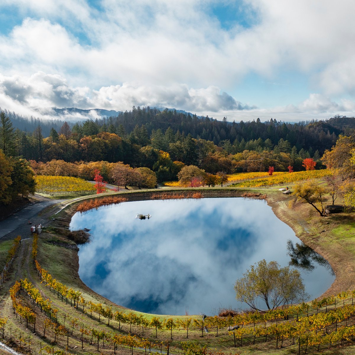 pridewines's tweet photo. Fall is in the air and the leaves are changing colors, signifying the end of a great growing season.
#bestvintageever
#oneranchtwocounties
#Pridewines
#fallcolors
#fallinthevineyard https://t.co/5JS8uZ40EL