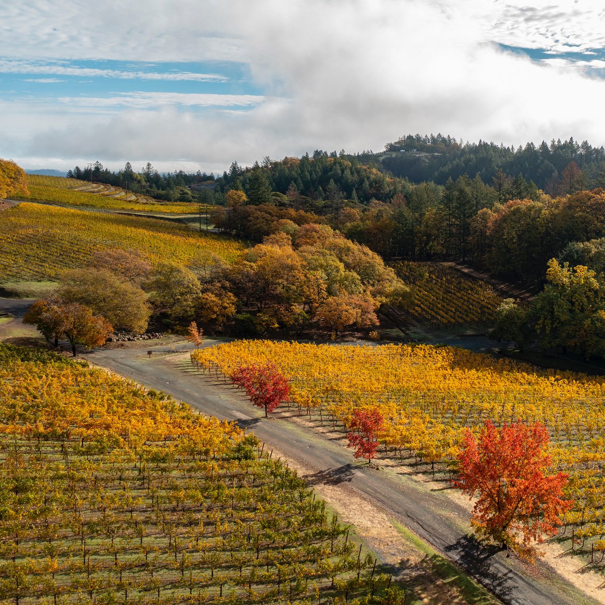 pridewines's tweet photo. Fall is in the air and the leaves are changing colors, signifying the end of a great growing season.
#bestvintageever
#oneranchtwocounties
#Pridewines
#fallcolors
#fallinthevineyard https://t.co/5JS8uZ40EL