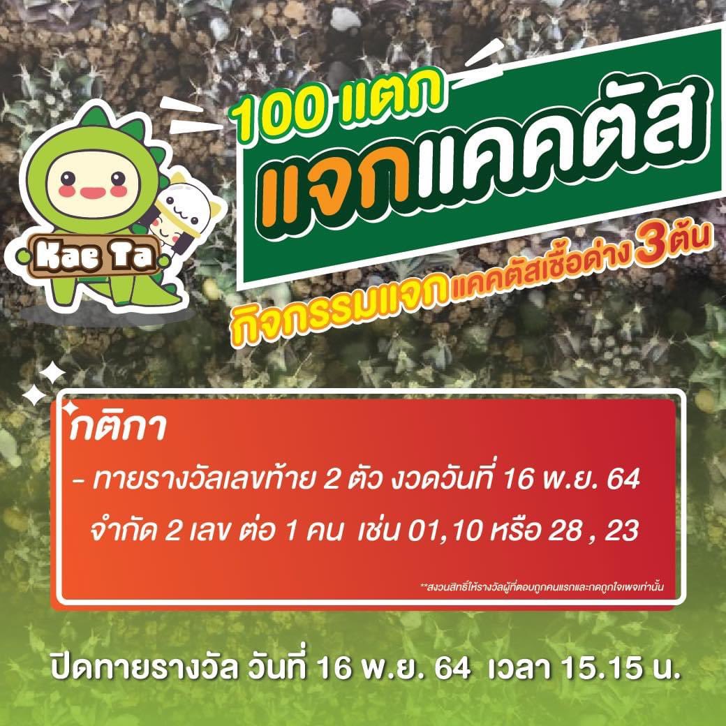 CactusDoubleK's tweet photo. ไปร่วมเล่นกิจกรรมกันได้นะคะ 🌵 #cactus #แคคตัส #ยิมโน 
👇🏻👇🏻
https://t.co/ace0iIjLm0 https://t.co/NRSGunro79