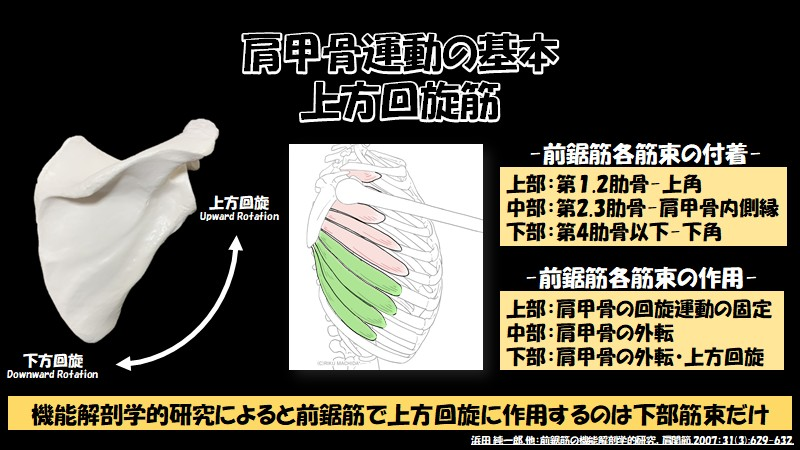 FujikataGoma's tweet photo. 上方回旋筋として知られている僧帽筋と前鋸筋。

前鋸筋は上部、中部、下部筋束に分けて考えられることが多いです。
上部：肩甲骨運動の固定
中部：外転
下部：外転・上方回旋

三角筋の収縮は肩甲骨下方回旋に作用する。
前鋸筋下部大切ですね。 https://t.co/xmKSQfVL6f