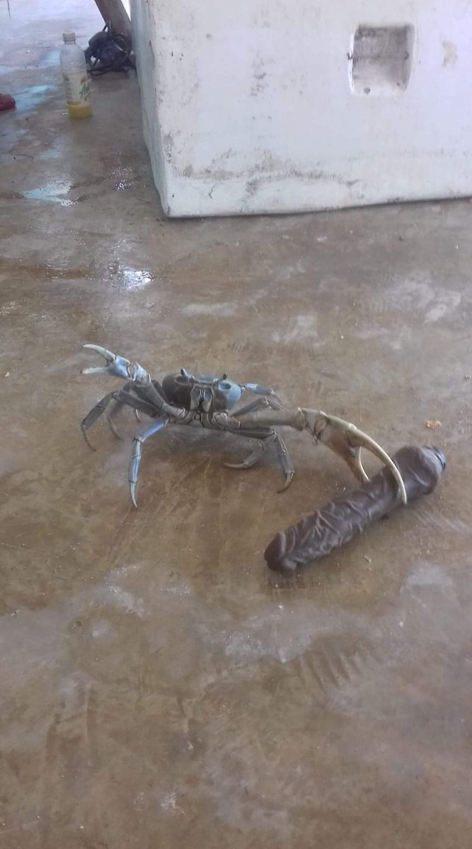 RT @Sarklor: Knife Crab scuttled so Dildo Crab could run https://t.co/gxwPSh4ydI