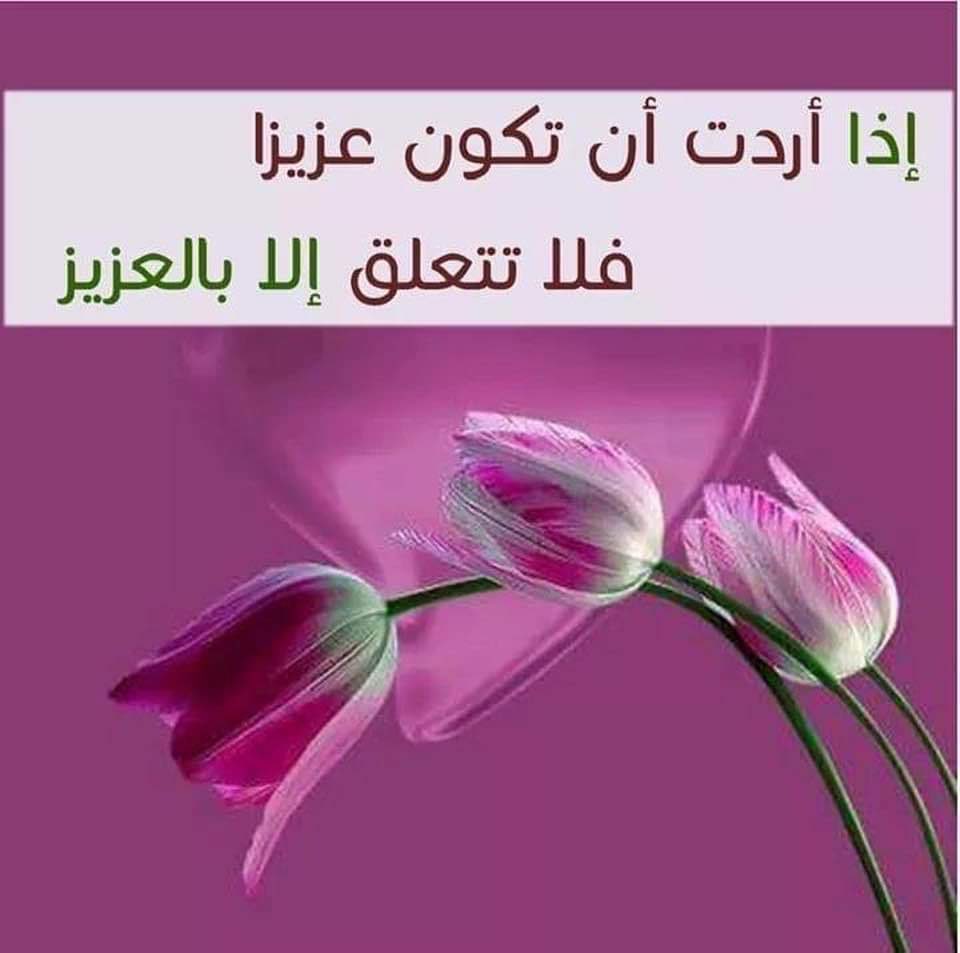 أصبحنا في حفظ الحافظ ورحمة الخالق يارب أكتب لنا في هذاأليوم كل خير وأسعدنا وأبعد عنا كل بلاء وأشفي كل مريض ومبتلاء وأرحم كل ميت أنتقل إلى جوارك وأنت أرحم الراحمين آمين يارب العالمين 
صباح الخير 🌹