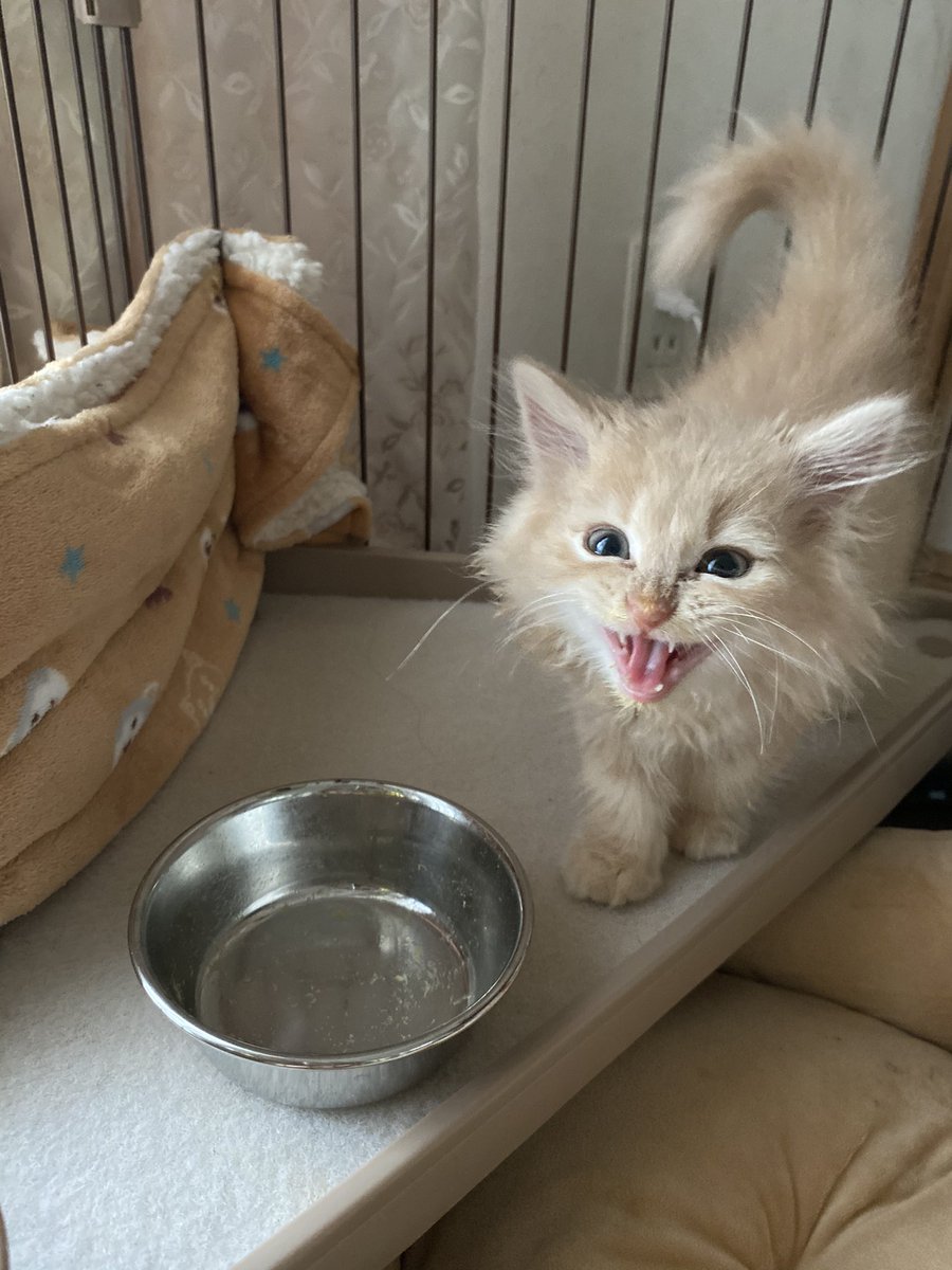 空っぽにゃーっ 子猫さんの全力報告 可愛すぎる雄叫びに猫好き歓喜 ねこニュース