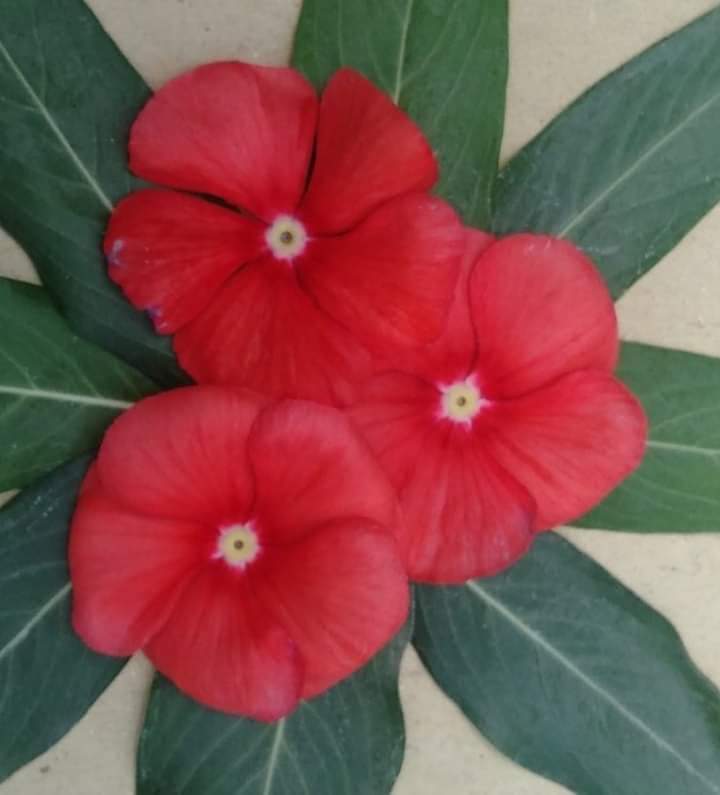 𝐘𝐚𝐫𝐫𝐚𝐦 tweet media