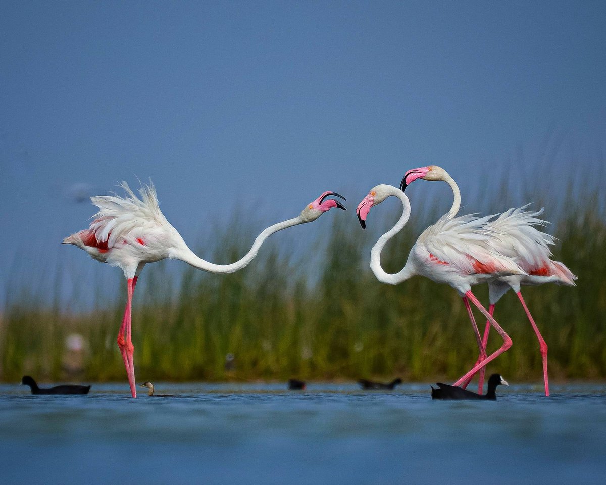 GujaratTourism's tweet photo. #NalsarovarBirdSanctuary, a bird watcher's paradise and Gujarat's largest #wetland site sees around 250 #species of indigenous and migratory birds in every winter.

📸: @amit_parneria

#GujaratTourism #Gujarat #Ahmedabad https://t.co/ks5FzdONmy