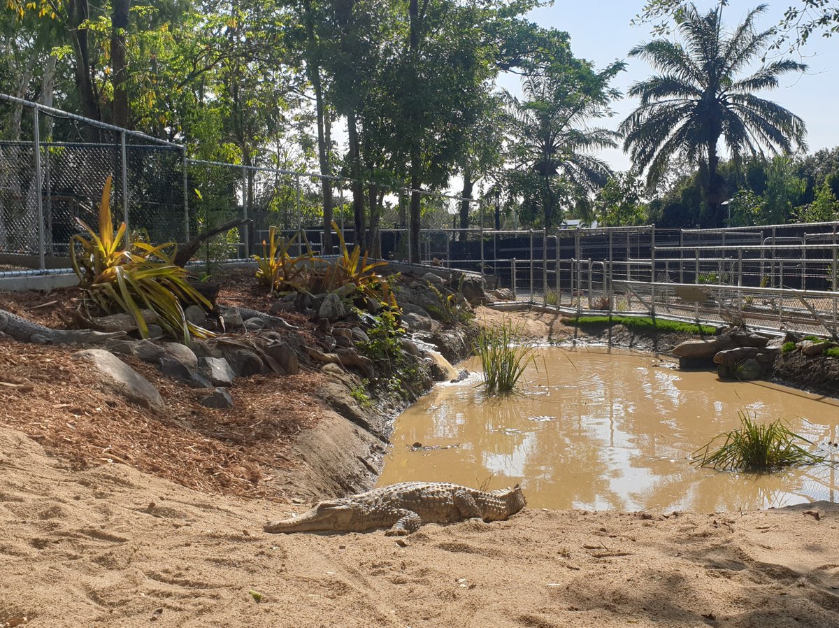 We have some exciting news! Wildlife Habitat has seen the return of 9 freshwater crocodiles! 🐊🐊 It's the first time since 2018 we have had these reptiles at the park and they have settled in very nicely to their beautiful new purpose built residence.