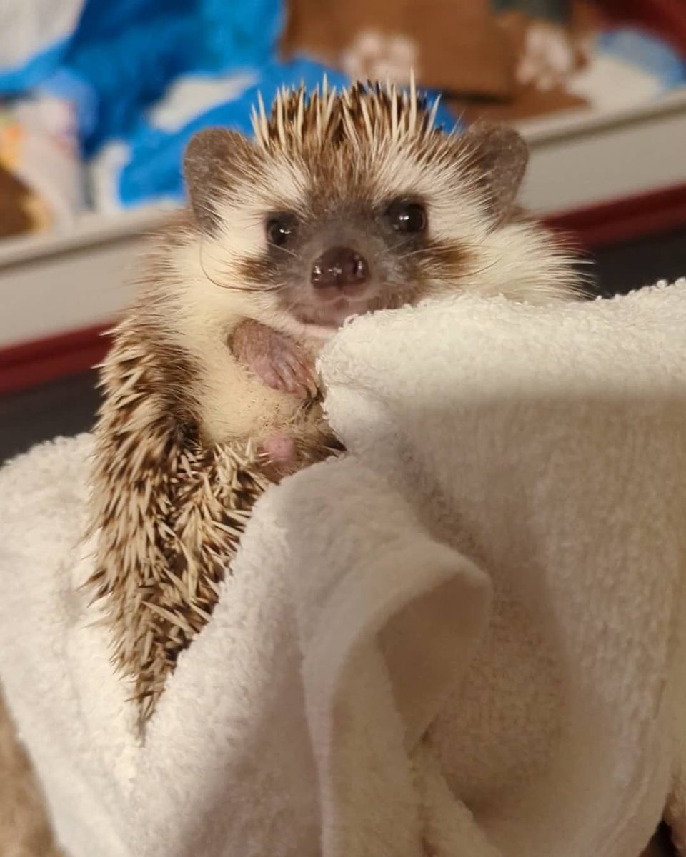 loganjm2's tweet image. The cutest pain in the butt I know! 🥰 #hedgehog #hedgiemom #SirPadfootBlackIII