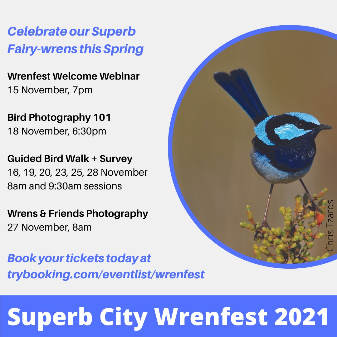 BattyLotte's tweet photo. Gotten really into Fairy-wrens after that #boty win? Continue celebrating at the Superb City Wrenfest! Rego is at https://t.co/c1X9os68fS https://t.co/1Kq6HfCWCR