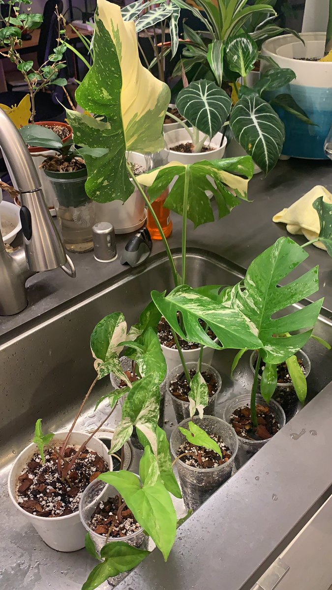 rx_phan's tweet image. Benefits of having plants... you can get more... #houseplants #propagation #idonthaveaproblem #planttherapy