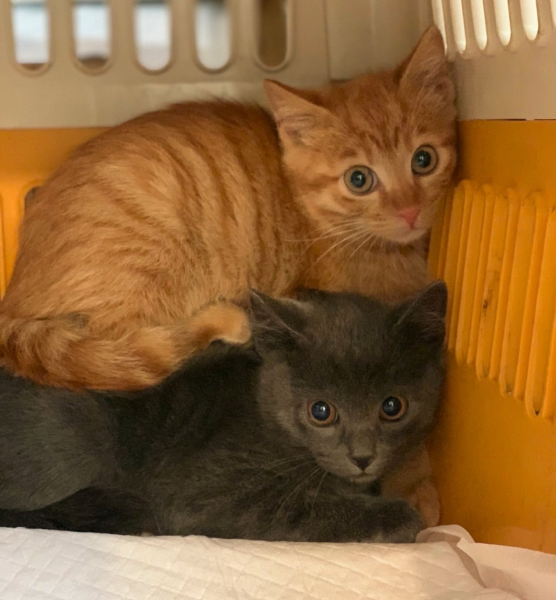 こねこカフェサンクチュアリ 保護猫カフェ 代表 uchimiho Twitter
