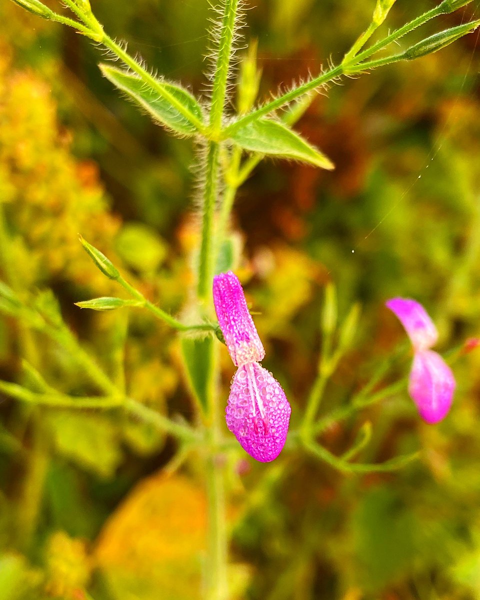 vikashmaurya_3's tweet photo. Don't postpone your joy 😊... It's now or never
Good
#flowers #flowerdecoration #flowersofinstagram #instphoto #intapic #picoftheday #naturephotography #natur #naturelovers #natureshots #aurangabadbihar https://t.co/oF25tWC32C