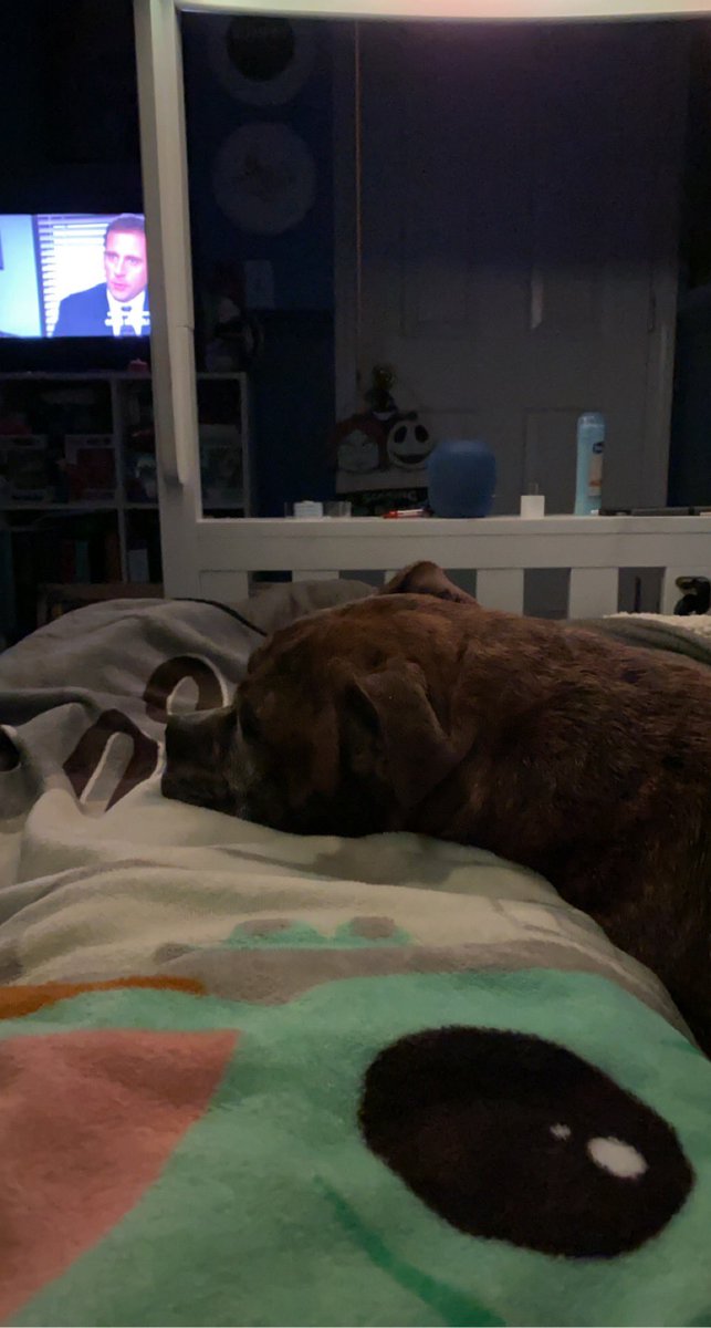 ajdontplayy's tweet photo. Axel is so spoiled now he refuses to sleep anywhere else other than my bed https://t.co/fntb7VGvlq