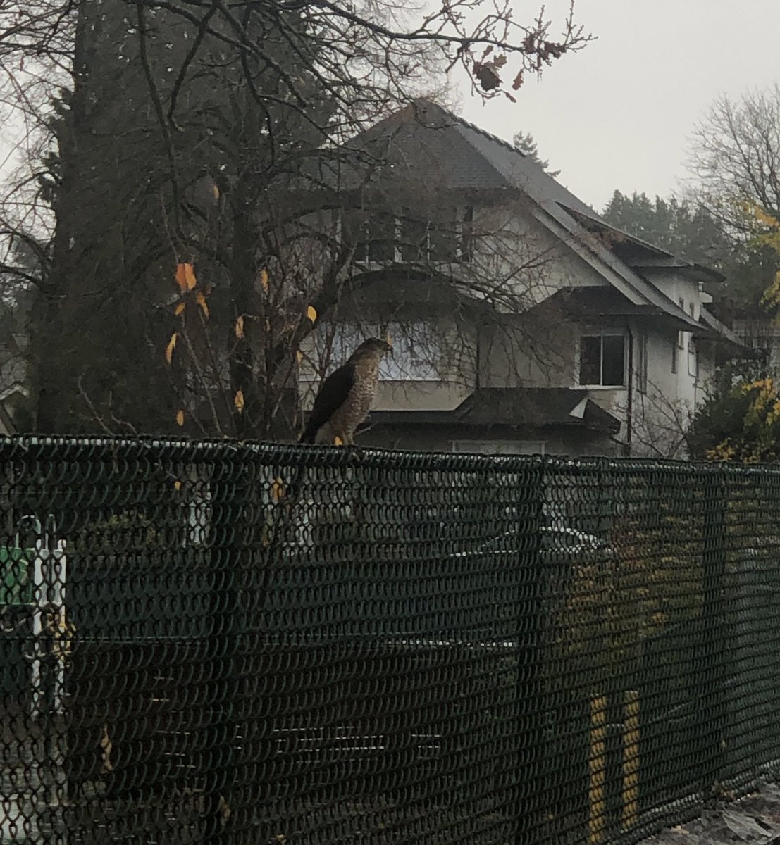 Missphanart's tweet photo. Saw a hawk close up today on a city walk through the neighbourhood. A symbol of protection? 🤔 https://t.co/IHZ6UzOmdC