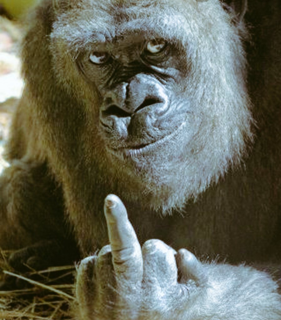 割とガチなゴリラ 公式 Gorilla3african Twitter