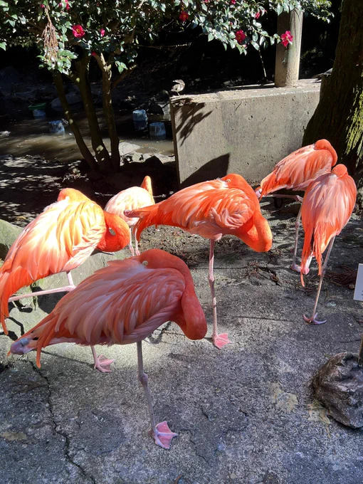 伊豆シャボテン動物公園こんな近くでフラミンゴを見る事なんて2度とないかもしれないと写真を撮りました。全然逃げない、しかしその眼は確実に僕を見てました。 