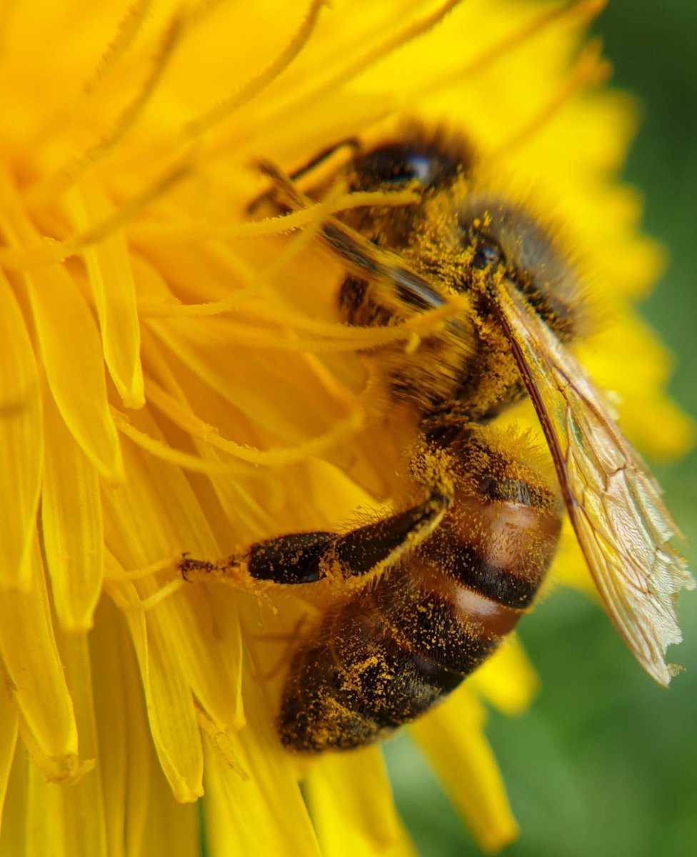 jodabrlu's tweet photo. Empezamos la semana:

“Las #abejas no pierden el tiempo explicando a las #moscas porque la #miel es mejor que la #mierda.” https://t.co/iKn4X1TX58