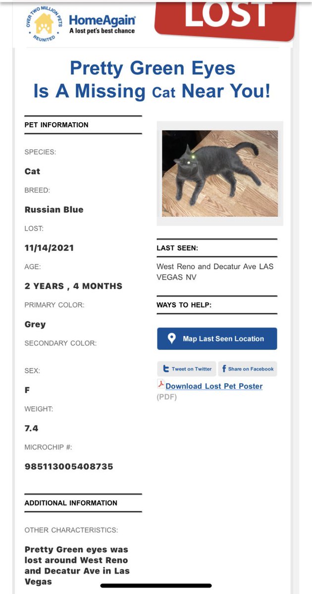 Scarlett_1969's tweet photo. Lost kitty in Las Vegas, just in case you see her. #lasvegaskitty #missingkitty https://t.co/koqPjUMjEN