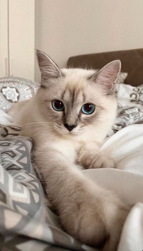 Queen Elsa tweet media