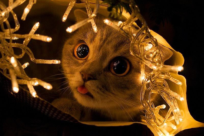 Queen Elsa tweet media