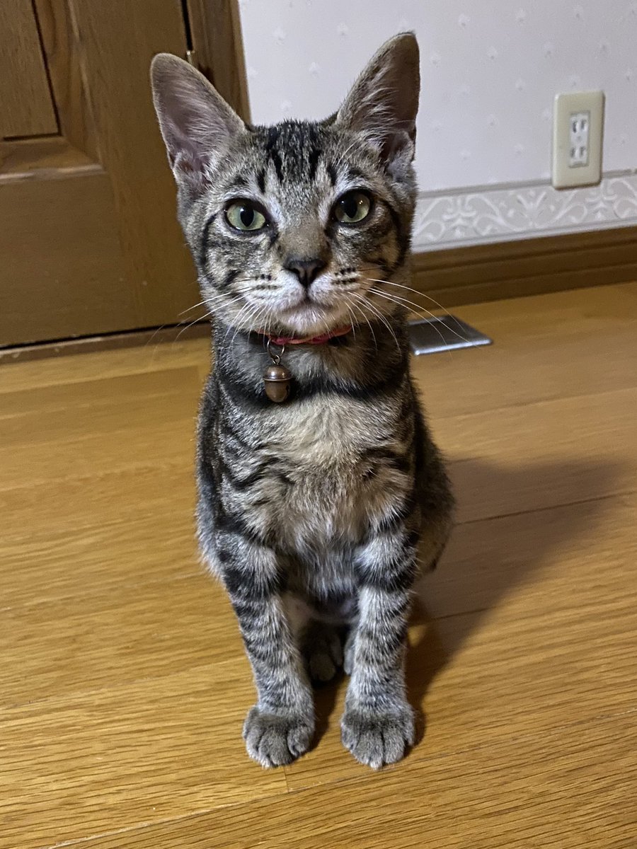 fuwa_fuwaru1126's tweet photo. 迷い猫探してます
山梨県北杜市長坂町大八田
1才、キジトラの女の子です

・赤い鈴付きの首輪
・ボブテイル(しっぽが短く丸いです)
・名前は、はなちゃんです
・人見知りですが好奇心旺盛なのでご飯をあげると近づくかもしれません

保護、見かけたなど情報があれば連絡ください https://t.co/eWCBX7Qfhk