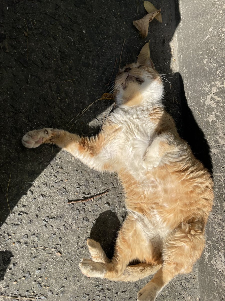 borinarimom's tweet photo. 나 보자마자 데굴데굴 굴러서 흙투성이 됨…배만져도 그릉그릉거려잉ㅠㅠㅠ미아내 아줌마가 못델꼬 가줘서… https://t.co/60To9S30gX