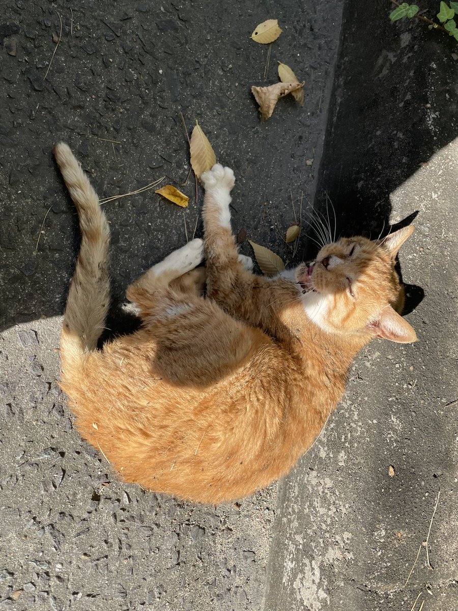 borinarimom's tweet photo. 나 보자마자 데굴데굴 굴러서 흙투성이 됨…배만져도 그릉그릉거려잉ㅠㅠㅠ미아내 아줌마가 못델꼬 가줘서… https://t.co/60To9S30gX