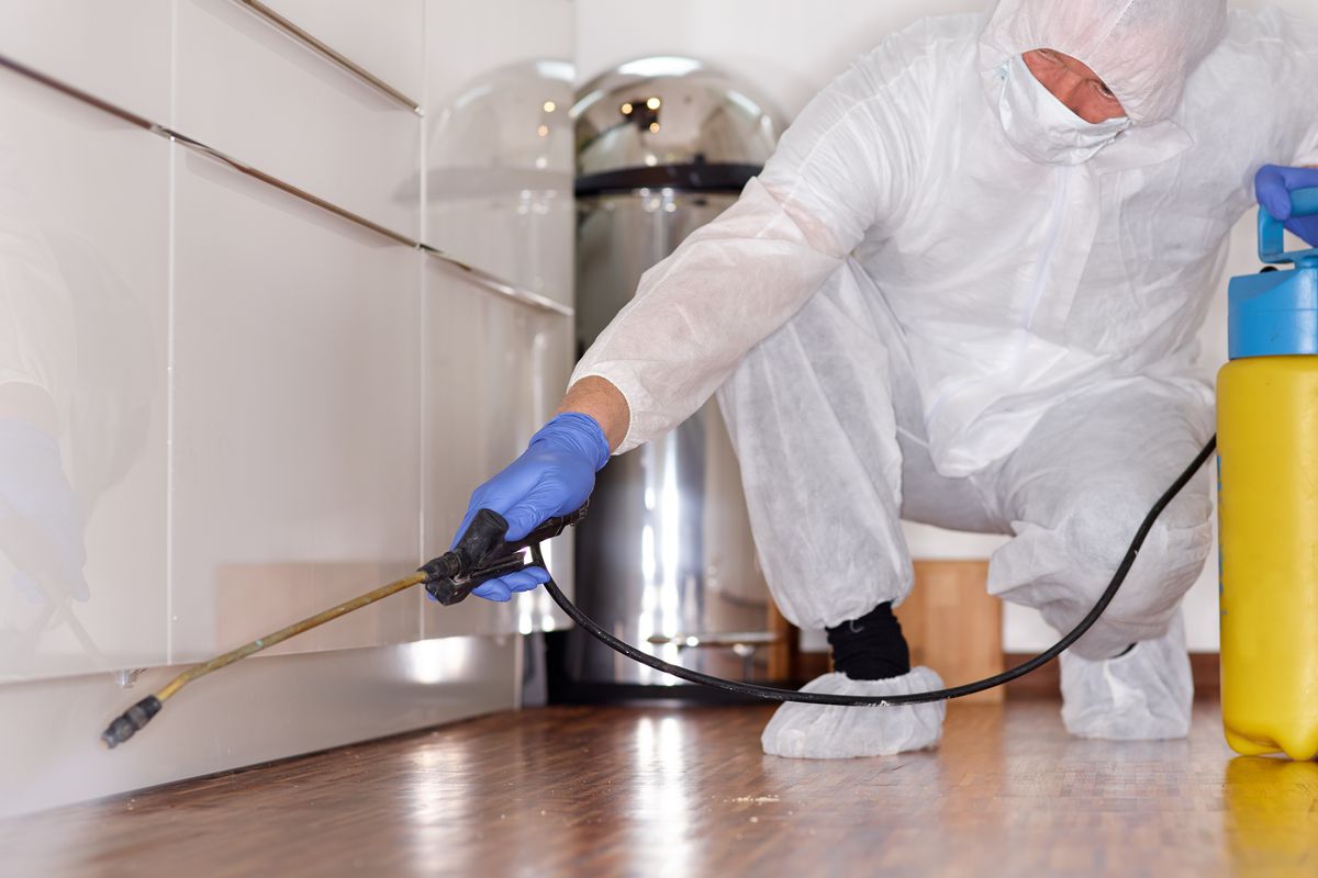 Intrepidgroupe's tweet photo. Termite Control Service. Residential &amp; Commercial Pest Extermination Service. Health &amp; safety regulations compliance service with 7+ years of pest control experience. Get A Quote.
#INTREPID #PEST #CONTROL #SERVICES
Visit : https://t.co/iSMfB5BOWJ
#pestcontrol #pest #termite https://t.co/5njQNj1noe