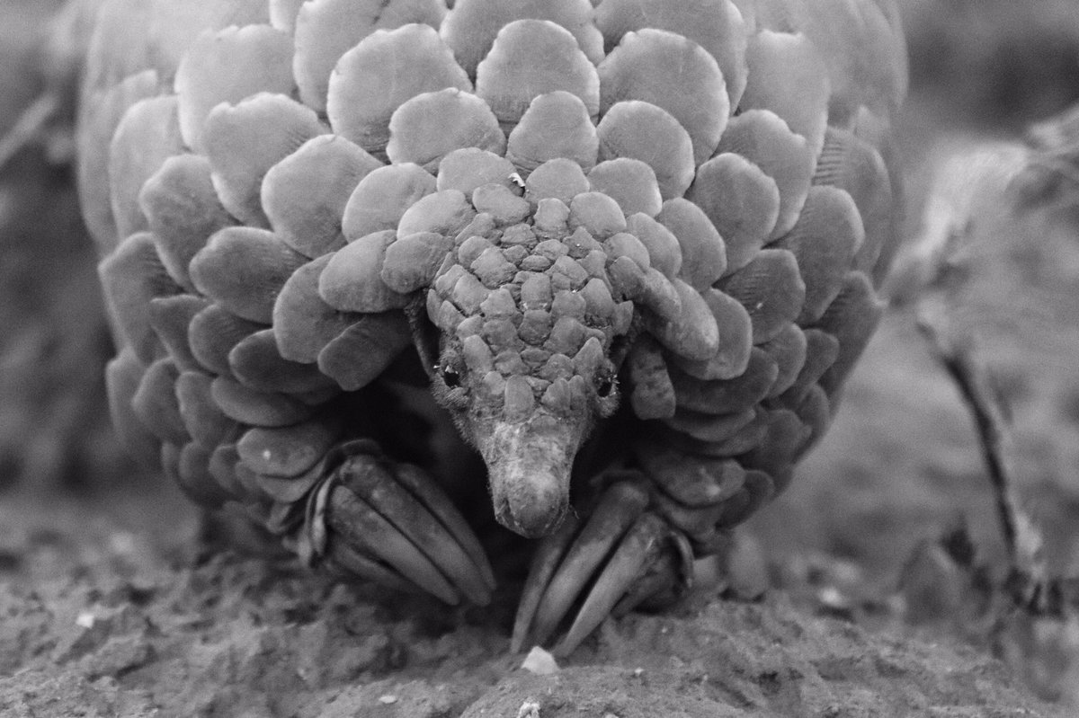 Ever wondered what #pangolins eat, how much of it, and whether or not their food preferences change throughout the year?

My first PhD paper has the answers 💪

sciencedirect.com/science/articl…