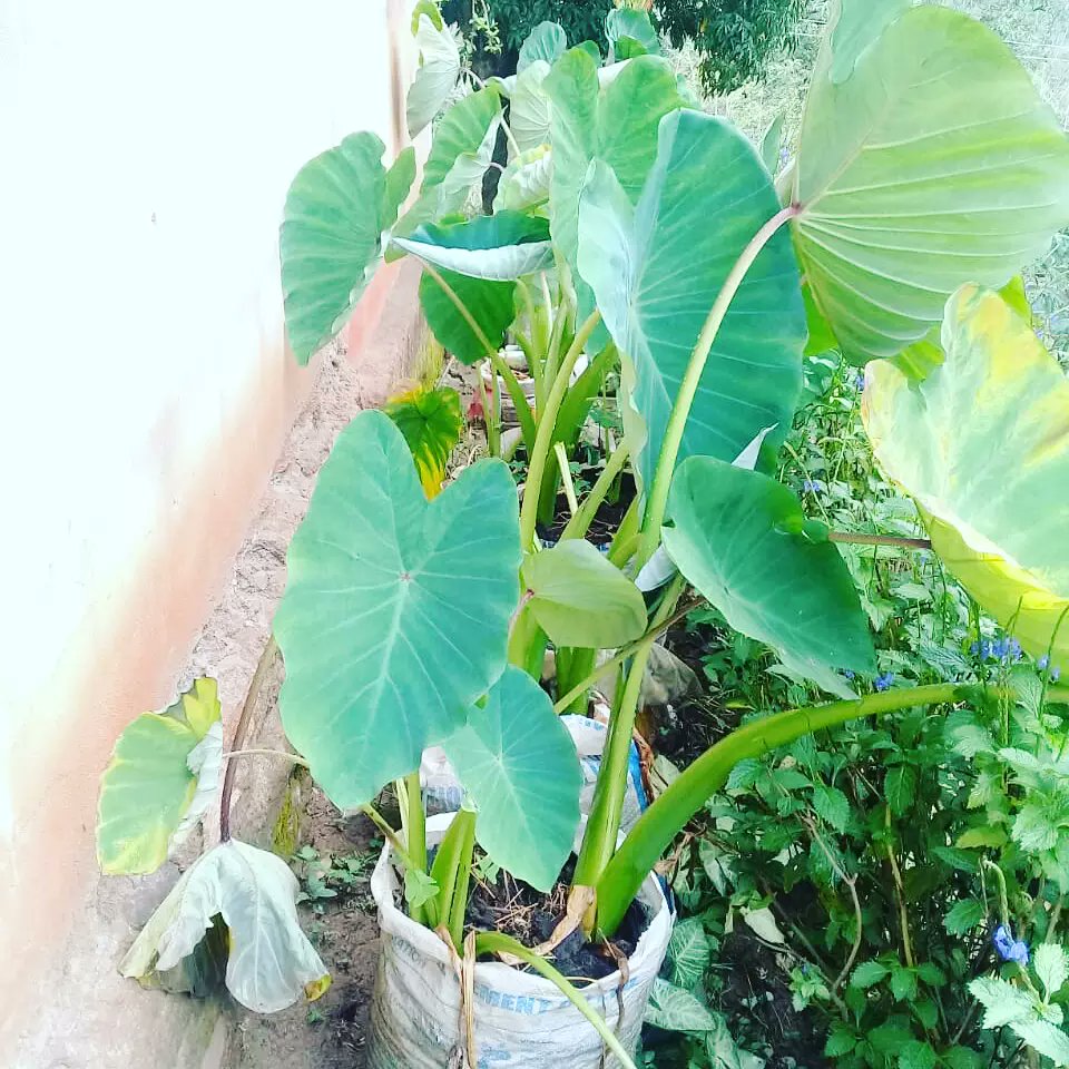 PwaniTribune's tweet photo. Taita residents can smile after the skies were kind last night. Farmers have been praying &amp; crying out for rain, it has been a tough year. Vertical sack farming has kept Mbale residents going. Inexpensive, space efficient &amp; sustainable water-wise. Kale, spinach, nduma, tomatoes. https://t.co/5RBIoi39VQ