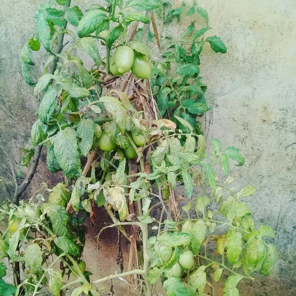 PwaniTribune's tweet photo. Taita residents can smile after the skies were kind last night. Farmers have been praying &amp; crying out for rain, it has been a tough year. Vertical sack farming has kept Mbale residents going. Inexpensive, space efficient &amp; sustainable water-wise. Kale, spinach, nduma, tomatoes. https://t.co/5RBIoi39VQ