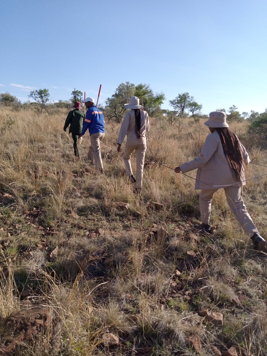 NthabisengAa's tweet photo. Ranch Ecological assessment
Identifying types of grass and tree species
Developing rangeland and restoration
Preparing the ranch for animal production
#Rangeanalysis
#Ecology https://t.co/ICTh5ShvNU