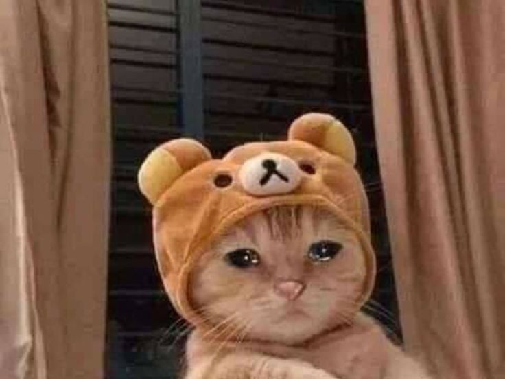kattyGAG's tweet photo. Nooo, Sapo merecía más, es un artista completo. Siendo honesta siento que hueva tenía que irse 😓🥴#QuienEsLaMascara https://t.co/Y0EvI58r46