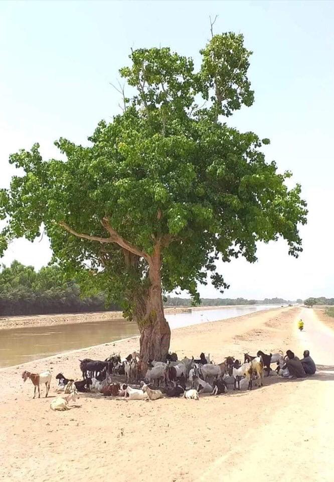AfricanGrowers's tweet photo. If only a tree can give shadow-cover to this number of persons and animals. Think of numbers of people, homes and communities food crop trees would give food security if more efforts are extended.
Tag #youthinagriculture. #rethinkagric #thinkaheadag #farmfood #nourish #TAGsFarm https://t.co/WeMbq0Jauq