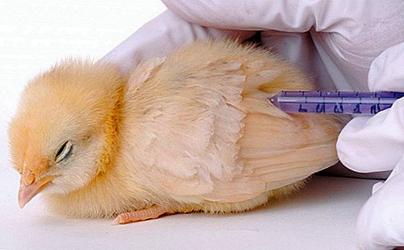 цифровой цыплячий вакцинировать. болезни птиц на птицефабриках. прививки для кур. цифровой цыплячий вакцинировать. аппарат для вакцинации суточных цыплят.