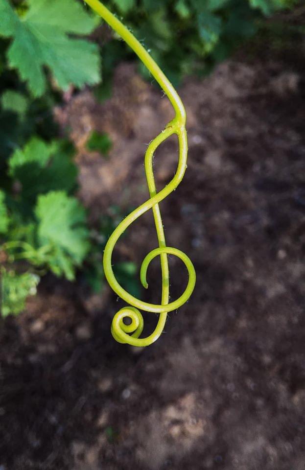 thegallowboob's tweet photo. nature playing a musical note https://t.co/zg0Oox5hQv