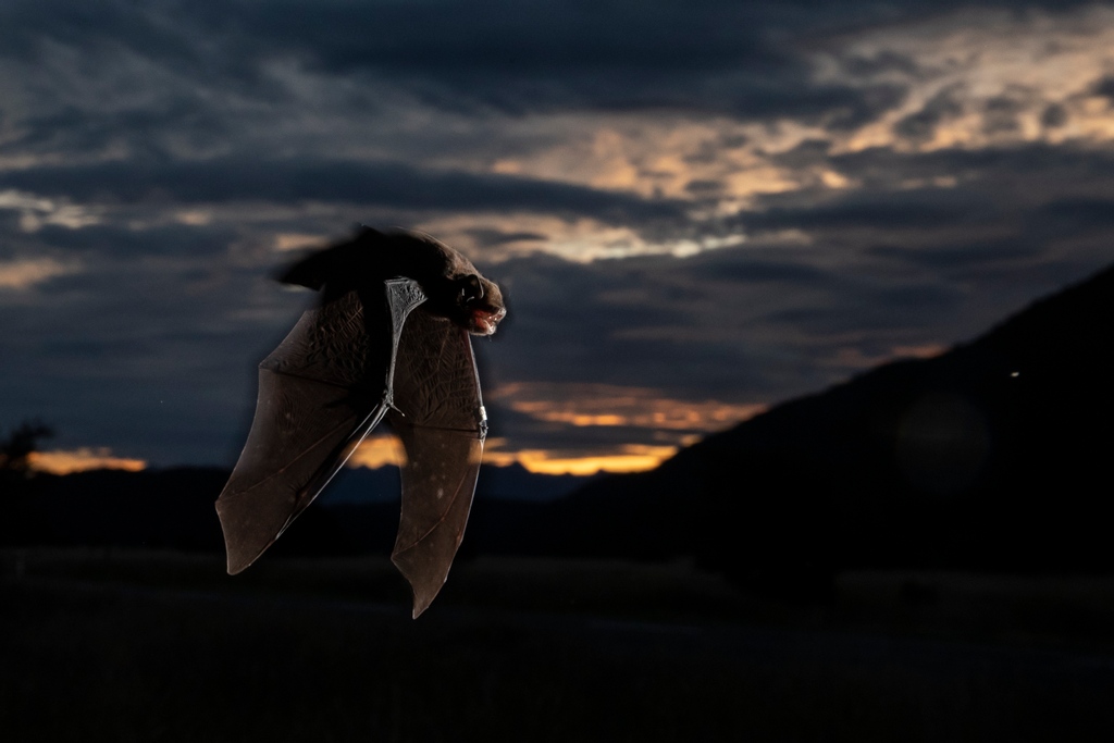 Iain McGregor captures a long-tailed bat flying through Fiordland’s Eglinton Valley at sunset in Episode Four of the Stuff series 'This Is How It Ends'.⁠
⁠
Watch now: interactives.stuff.co.nz/2021/this-is-h…
⁠
📷 Captured by <a href="/Iainmcgregor3/">Iain McGregor</a> on a Canon EOS-1D X Mark II