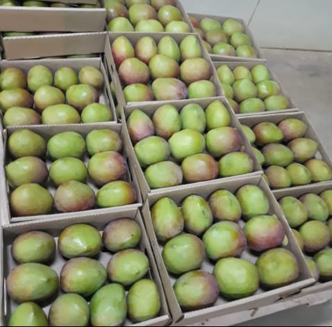 kenya_produce's tweet photo. Apple mangoes in season. Contact us for all your mango demands #fruits #fresproduce #applemango https://t.co/CVL8Rm9MjX