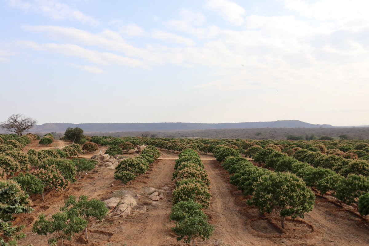 KibweziAgro's tweet photo. Our Directors purchased this piece of land in 2012 as a barren wasteland. They rolled up their sleeves and began farming without any prior knowledge. There were multiple mistakes, heavy investment and numerous challenges. We’ve come a long way, it’s 2021 and we’re still here! 🙏🏾 https://t.co/tb28Poq4G7
