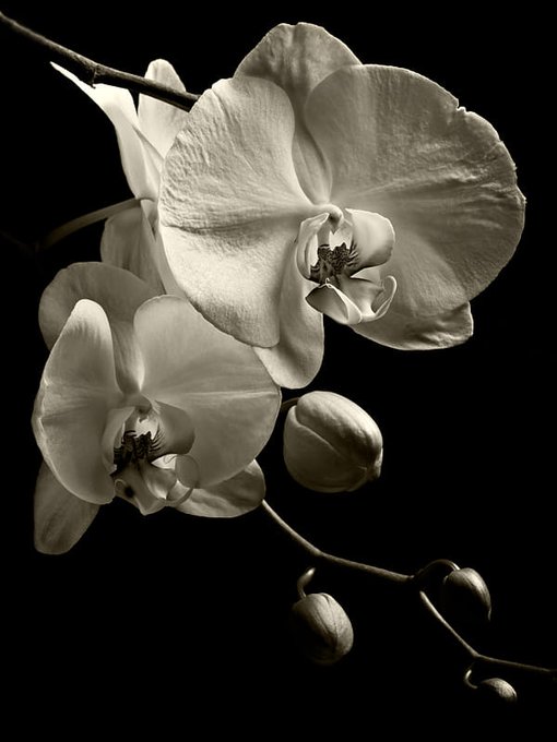 胡蝶蘭のtwitterイラスト検索結果 古い順