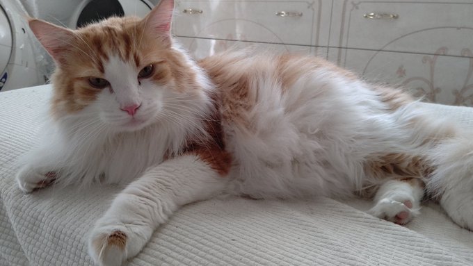 #ノルウェージャンフォレストキャット
#猫の居る暮らし 
#ネコチャン来て欲しい
#ネコチャンカワイイ 