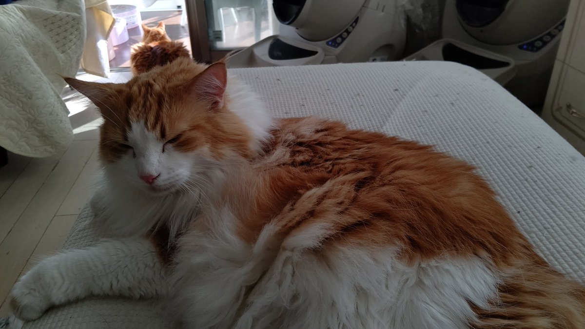 #ノルウェージャンフォレストキャット
#猫の居る暮らし 
#ネコチャン来て欲しい
#ネコチャンカワイイ 