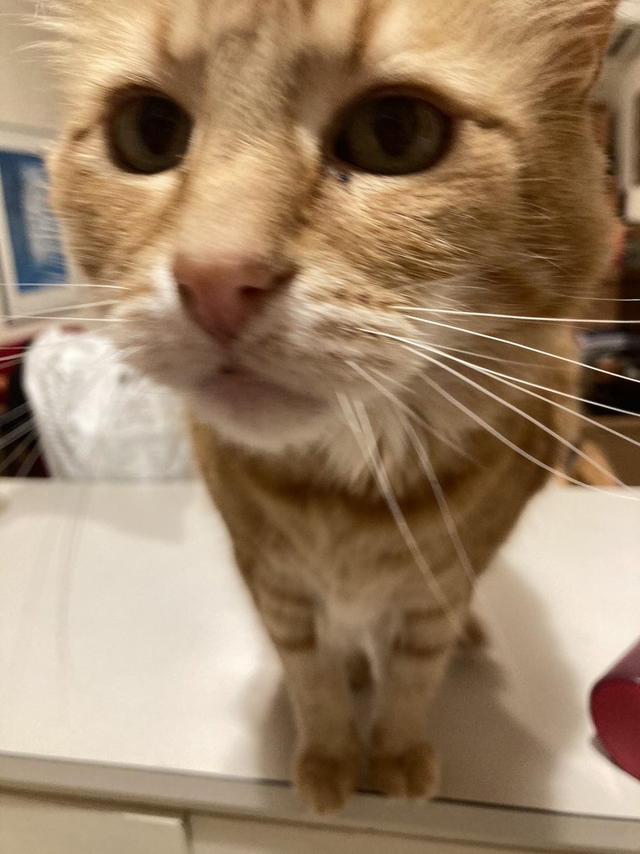 FelineGourmet's tweet image. Is that FOOD you have there, Mum? 

#CheckingItOut