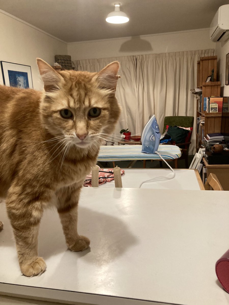 FelineGourmet's tweet image. Is that FOOD you have there, Mum? 

#CheckingItOut