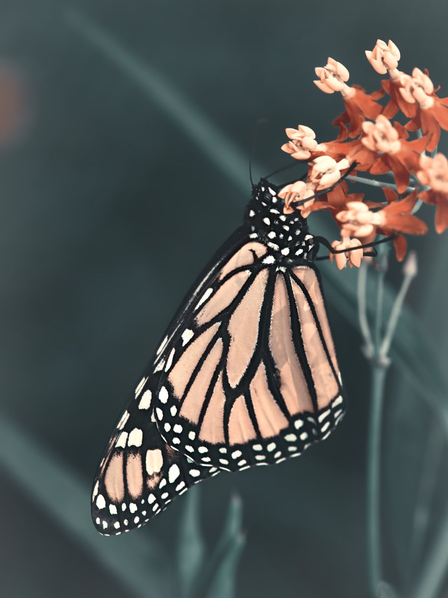 🎁🎁🎁Monday Giveaway🎁🎁🎁

Get this beautiful 🦋Monarch🦋

1⃣Retweet &amp; Like

2⃣Post your favorite from the "Wings of Beauty" series
opensea.io/collection/win…

or Collect any of the remaining pieces to also get your🦋Monarch🦋