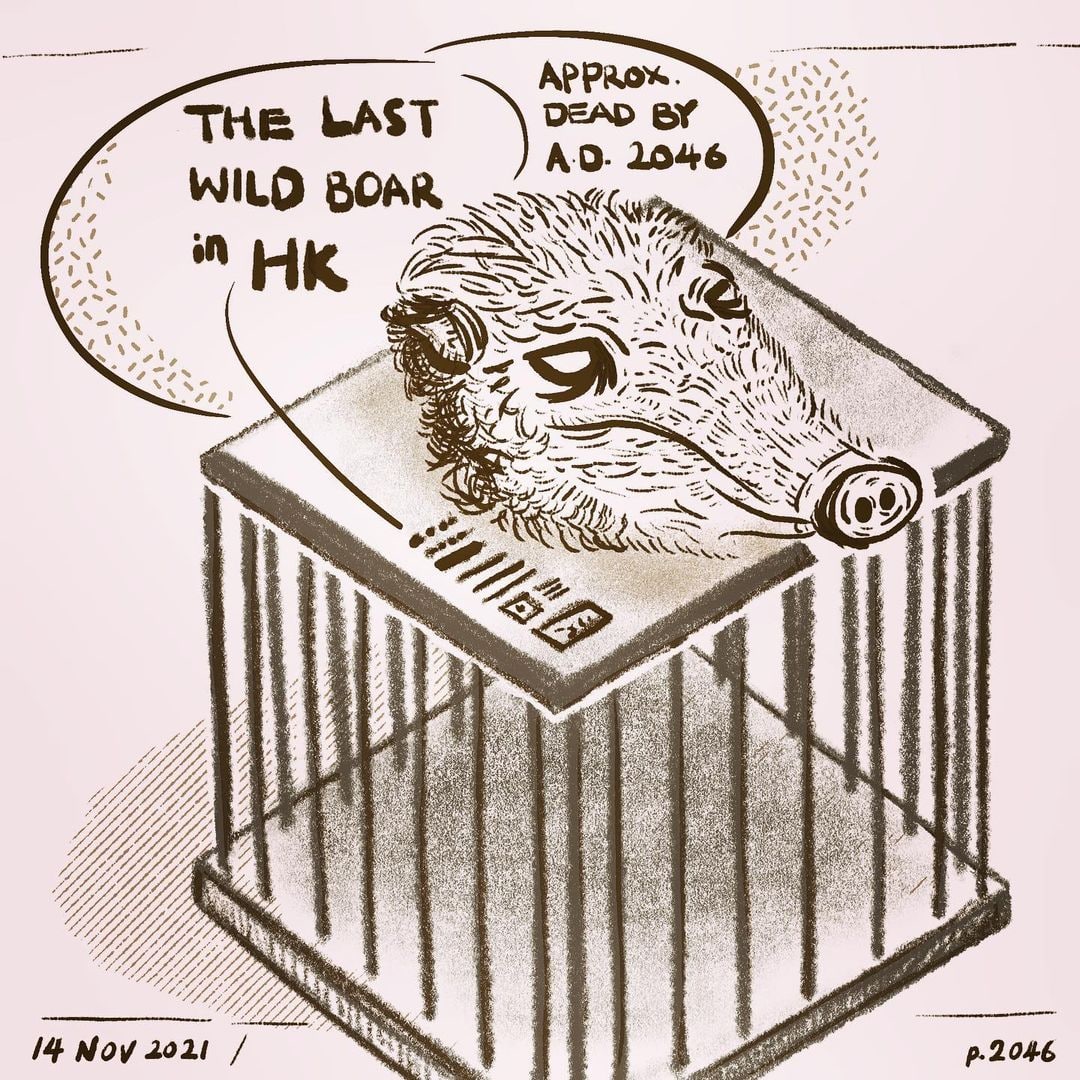 lvcatablecc's tweet photo. 香港最後的野豬
Specimen of the last wild boar in Hong Kong, approximately dead before 2046
by IG @white_eyes_do_paint
#自私的人類 #畜無害 #人類係地球病毒 #humanvirus #香港野豬 #濫殺動物 #animalrights #savethewildboarshk #可恥的人類 #shamehkgov https://t.co/BZMqqxBf6G