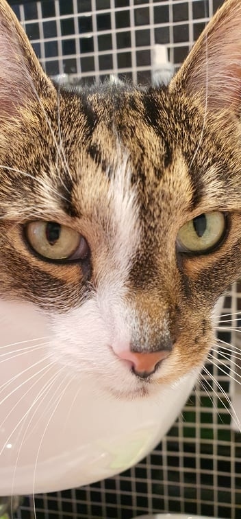 Koci_Blog's tweet image. Konkurs: co mówi wzrok Pana Leona? Nagroda: satysfakcja gwarantowana, jeśli odgadniecie ;) Rozwiązanie: aa, to już zależy od Leosia ;) Żart, oczywiście. 😻 kociakolyska.pl #cateyes #cateye #catseyes #catportrait #caturdayportrait #kociakolyskapl @kotemokapl #cat_features