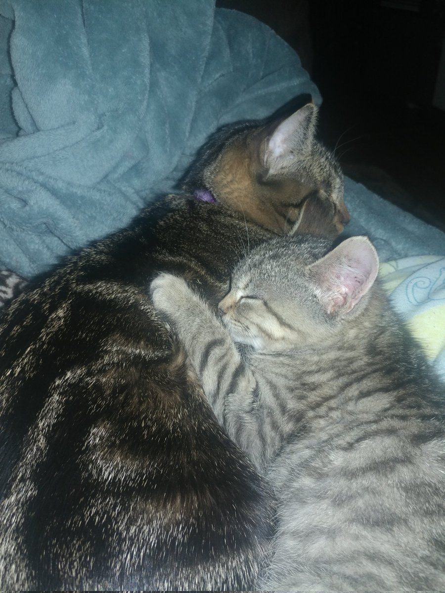 darkmagicans08's tweet photo. Nora and eevee being cozy :) #Nora #cozy #comfy #cats #eevee @GenkiReload @averyjbyrd @AlmostSerious @Kuro__desu @DreamyDarkWitch @ookagami @sorua125 https://t.co/8VOBfOnwO6