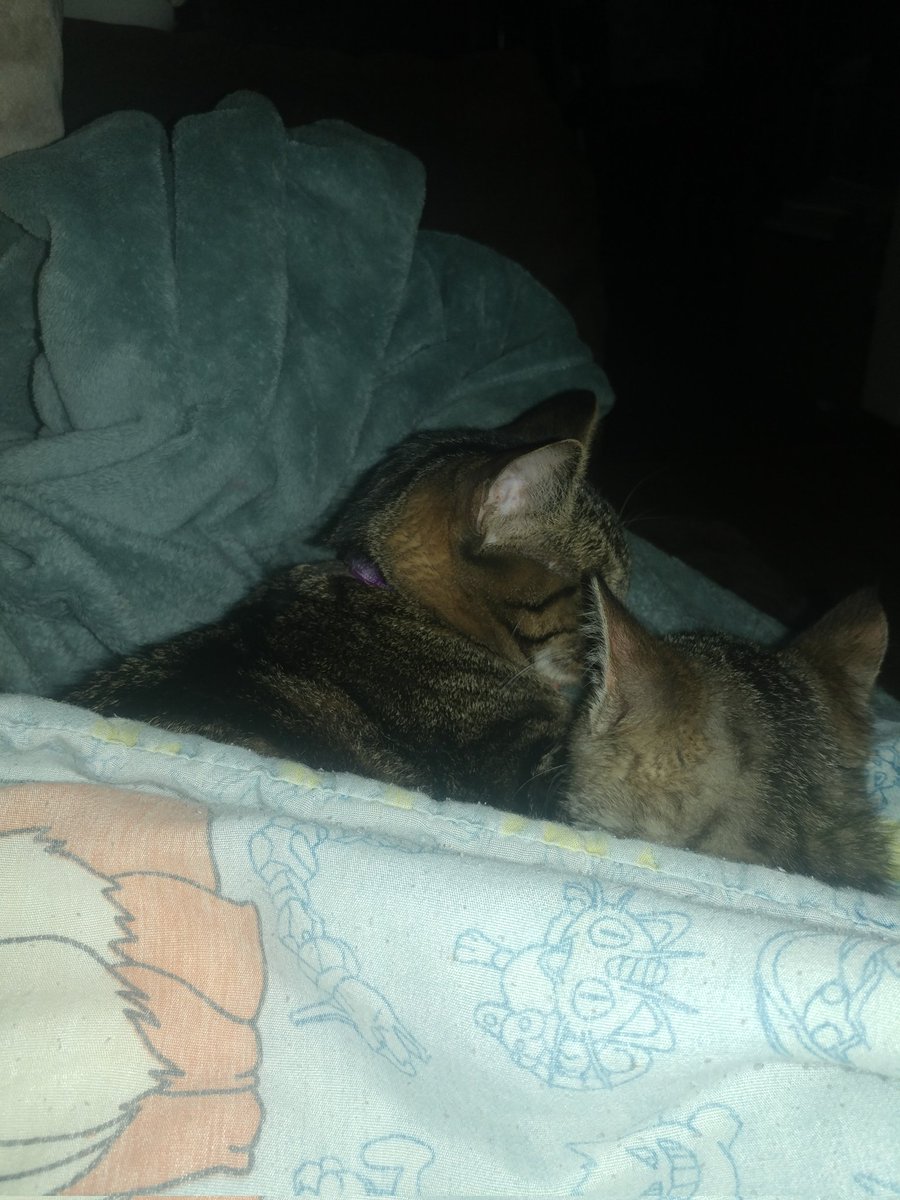 darkmagicans08's tweet photo. Nora and eevee being cozy :) #Nora #cozy #comfy #cats #eevee @GenkiReload @averyjbyrd @AlmostSerious @Kuro__desu @DreamyDarkWitch @ookagami @sorua125 https://t.co/8VOBfOnwO6