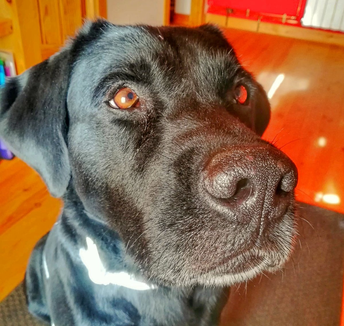 SosAbuelos1's tweet photo. #FOX (9 AÑOS) #LUGO
Nos piden ayuda con este abuelito. Es un labrador, muy sociable y tranquilo. Está muy cuidado.
Fox está acostumbrado a vivir dentro de casa. Es un perrito muy limpio y obediente 🥰

982100538 // 607495650 https://t.co/Ui8xa16KoO